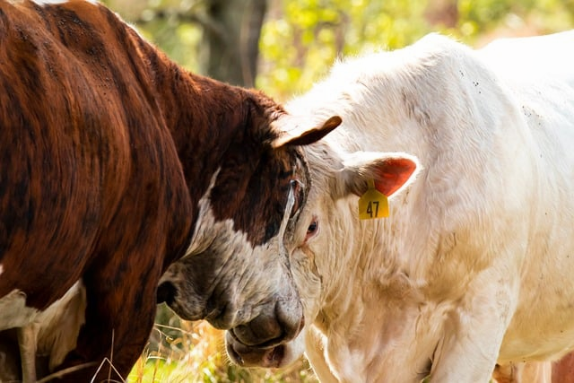 联盟没做任务怎么去赞达拉航线、传送与前置条件一次讲透，少走弯路