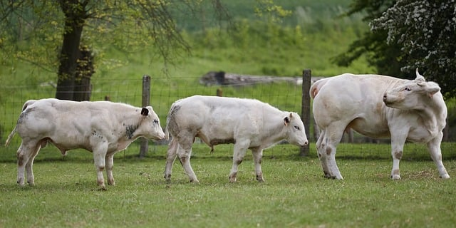 2026浮空秘境英雄强度排行-配队思路与养成优先级指南 2026浮空秘境英雄强度排行-配队思路与养成优先级指南