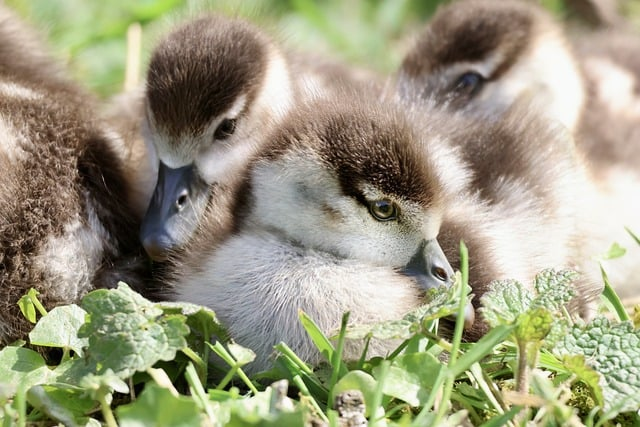 百炼英雄强度排行-2026版本T0到T2选角与养成建议