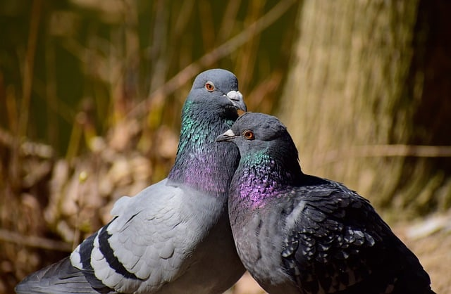 pvp是什么游戏模式-从规则到上分的一次讲清 pvp是什么游戏模式-从规则到上分的一次讲清